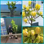 Magnolia, Tuin en Terras, Planten | Tuinplanten, Vaste plant, Bodembedekkers, Ophalen of Verzenden, Lente