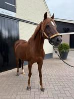 Leuke en brave C-pony – Allround topper, Merrie, M, Gechipt, 11 jaar of ouder