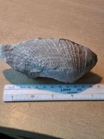 fossielen, Verzamelen, Ophalen of Verzenden, Fossiel