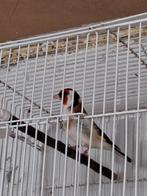 Majoor putters 2023 mannenPrijs: 75 euro., Dieren en Toebehoren, Vogels | Overige Vogels, Mannelijk, Wildzangvogel