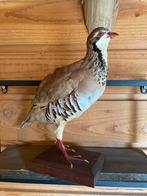 Opgezette vogel taxidermie mancave, Verzamelen, Dierenverzamelingen, Ophalen of Verzenden, Gebruikt, Vogel, Opgezet dier