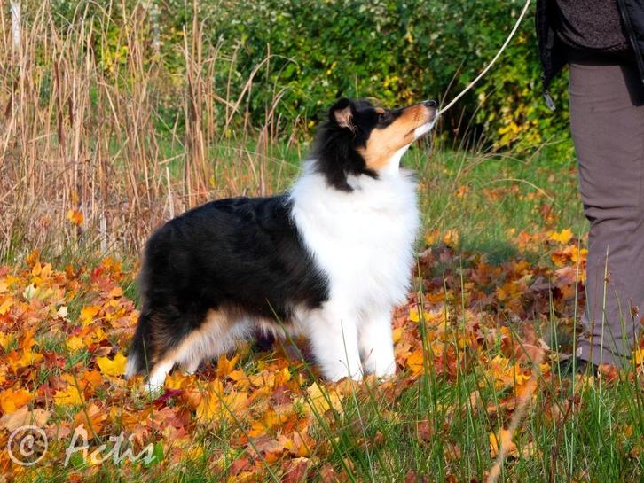 COLLIE Schotse pup FCI, Dieren en Toebehoren, Honden | Herdershonden en Veedrijvers, Teef, Collie, Particulier, Eén hond, Buitenland