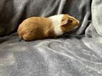 Jonge cavia's, Januari, Meerdere dieren, Cavia