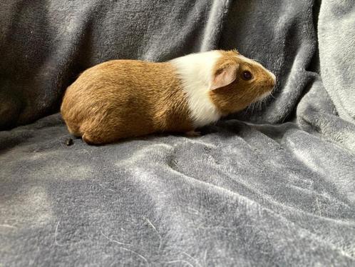 Jonge cavia's, Dieren en Toebehoren, Knaagdieren, Meerdere dieren, Cavia, Januari
