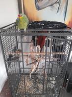 Papegaai, Dieren en Toebehoren, Hondenhokken, Ophalen of Verzenden