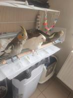 Zeer tamme valkparkieten, Dieren en Toebehoren, Meerdere dieren, Parkiet, Tam