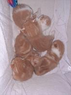 Europese korthaar kittens rood  (vanaf 15 juni), Dieren en Toebehoren, Meerdere dieren