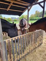 Gezocht betrouwbaar dressuurpaard, Dieren en Toebehoren, Dressuurpaard