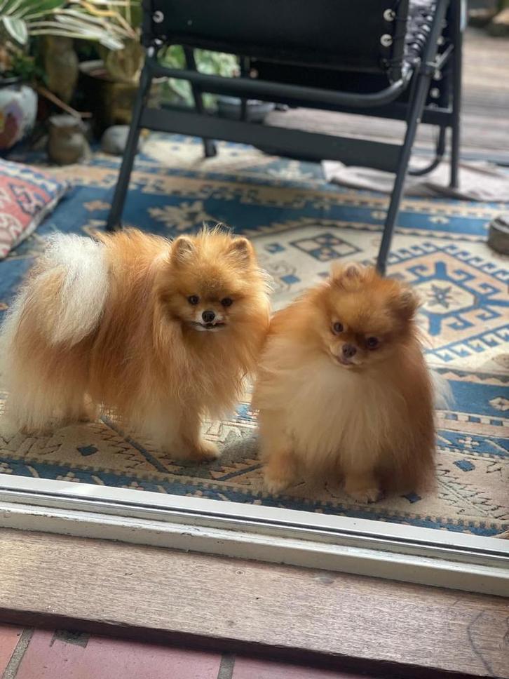 Twee erv. Ini Mini dekreutjes  stamboom 14/15 cm 1.3/1.4 kg, Dieren en Toebehoren, Honden | Dekreuen, Reu, Particulier, Meerdere