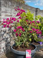 2 zeer mooie bougainvillea’s in grote luxe schalen!!, Volle zon, Vaste plant, Zomer, Ophalen