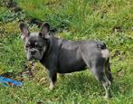 Franse buldog   Pups blue tane, Dieren en Toebehoren, Particulier, Rabiës (hondsdolheid), Meerdere, Bulldog