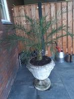 mooie betonnen hoge plantenbak met palm, Ophalen, Gebruikt, Minder dan 60 cm, Rond