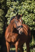 Super lieve en mega brave 11 jarige ruin, Dieren en Toebehoren, Paarden, Ruin, Recreatiepaard, 11 jaar of ouder