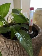 Plant in pot, Volle zon, Vaste plant, Bloeit niet, Ophalen