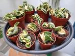 Goed gewortelde stekken van de Hoya Compacta variegata, Ophalen of Verzenden, Overige soorten, Minder dan 100 cm