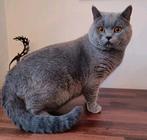 Prachtige Brits korthaar DEKKATER, Dieren en Toebehoren, Katten en Kittens | Dekkaters, 3 tot 5 jaar