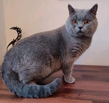 Prachtige Brits korthaar DEKKATER  beschikbaar voor biedingen