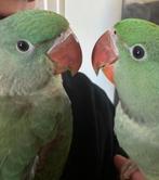 3 lieve en tamme Alexander parkieten, Dieren en Toebehoren, Vogels | Parkieten en Papegaaien, Meerdere dieren, Parkiet, Geringd