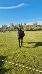 Gezocht: hulp bij de verzorging van senior paarden in Hem, Dieren en Toebehoren, Stalling en Weidegang