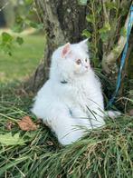 Scottish Persian Mix, Kater