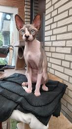 Canadese Sphynx Leon is op zoek naar een nieuw liefdevol gez, Poes, Gechipt, 0 tot 2 jaar