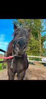 Verzorgster gezocht, Dieren en Toebehoren