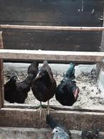 Dubbelgezoomde Barnevelder kriel, Dieren en Toebehoren, Pluimvee, Vrouwelijk, Kip