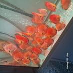 Discusvissen, Dieren en Toebehoren, Vissen | Aquariumvissen, Vis