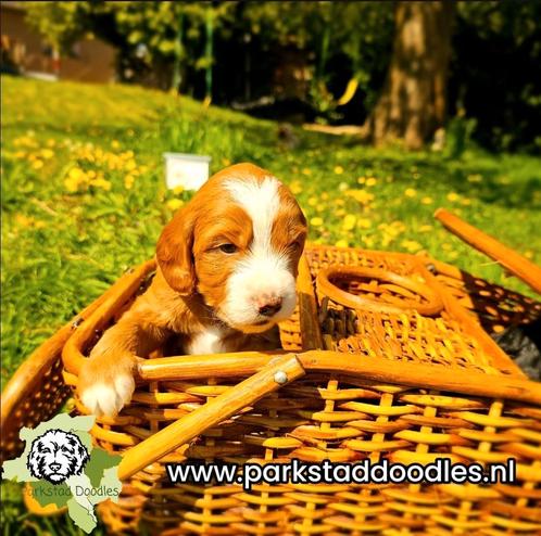 Australian Labradoodle pups medium ParkstadDoodles, Dieren en Toebehoren, Katten en Kittens | Overige Katten, Kortharig, Meerdere dieren
