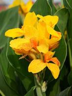 Canna Caballero wortelstokken, Ophalen of Verzenden, Voorjaar, Volle zon, Knol