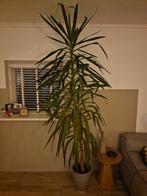 Grote Yucca kamerplant, Huis en Inrichting, Kamerplanten, Ophalen, 200 cm of meer, Halfschaduw, In pot