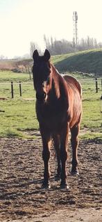 Super lieve recreatie ruin te koop van 17 jaar, Dieren en Toebehoren, Paarden, Ruin, Recreatiepaard