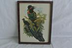 Vintage vogel prent, Ophalen of Verzenden, Voor 1940, Gebruikt, Dier