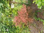 Boom en plant, Ophalen of Verzenden, Overige soorten