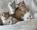 Britse korthaar/langhaar, golden/silver shaded met Stamboom, Poes, Ontwormd