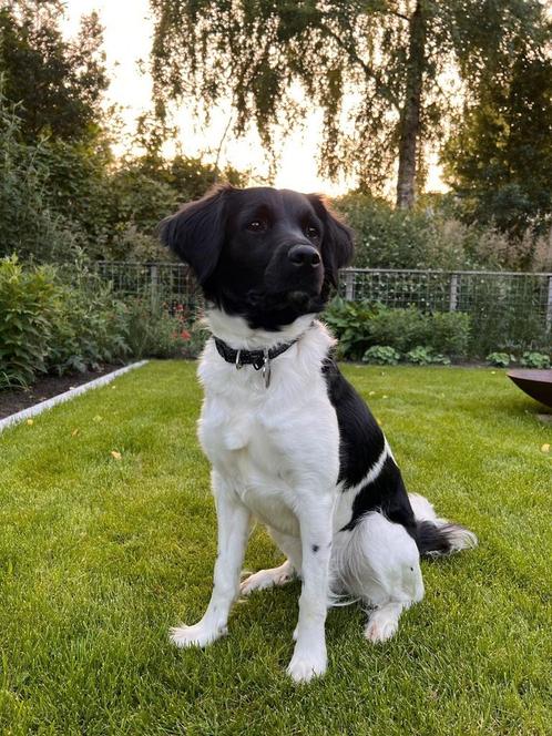 Friese Stabij pups verwacht begin augustus, Dieren en Toebehoren, Honden | Niet-rashonden, Middel, Meerdere dieren, Particulier