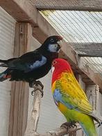 mutatie rosella's, Dieren en Toebehoren, Vogels | Parkieten en Papegaaien, Mannelijk, Parkiet, Geringd