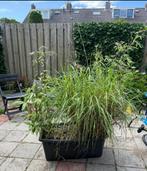 2 bakken met bamboe fargesia rufa en nitida, Vaste plant, Bloeit niet, Halfschaduw, Ophalen