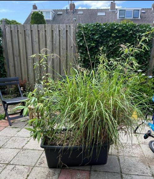 2 bakken met bamboe fargesia rufa en nitida, Tuin en Terras, Planten | Tuinplanten, Vaste plant, Overige soorten, Halfschaduw