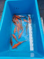 Koi karpers japanse, Dieren en Toebehoren, Vissen | Vijvervissen, Karper of Koi