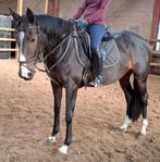 Superbraaf 4,5 jr familie-manege paard 1,63, Dieren en Toebehoren, Paarden, Merrie, B, Gechipt, 3 tot 6 jaar