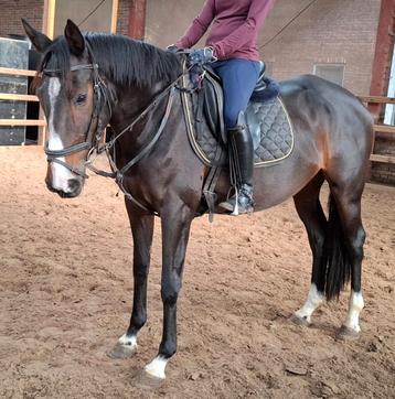 Superbraaf 4,5 jr familie-manege paard 1,63 beschikbaar voor biedingen
