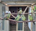 Bergparkieten, Dieren en Toebehoren, Vogels | Parkieten en Papegaaien, Meerdere dieren, Parkiet, Geringd