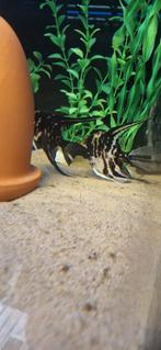 Mooi groot Black marmer koppel, Dieren en Toebehoren, Vissen | Aquariumvissen, Vis