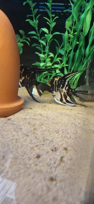 Mooi groot Black marmer koppel beschikbaar voor biedingen