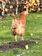 Leghennen / kippen wit en bruin, Dieren en Toebehoren, Pluimvee, Vrouwelijk, Kip