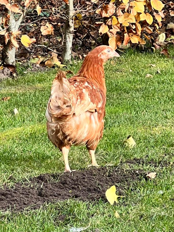Leghennen / kippen wit en bruin, Dieren en Toebehoren, Pluimvee, Kip, Vrouwelijk
