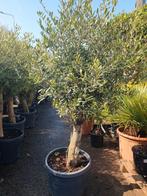 Olijfbomen, Tuin en Terras, Lente, 100 tot 250 cm, Olijfboom, Ophalen