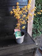 Acer palm katsura, Tuin en Terras, Planten | Tuinplanten, Ophalen of Verzenden, Bloeit niet, Overige soorten, Halfschaduw