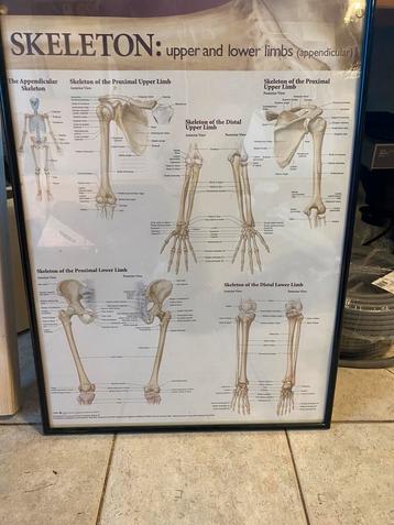 Anatomische poster met kader in goede staat beschikbaar voor biedingen